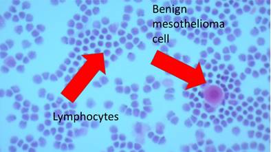 J Biomed Image