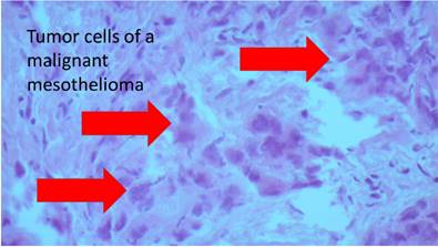 J Biomed Image