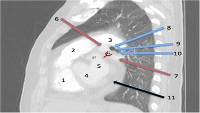 J Biomed Image