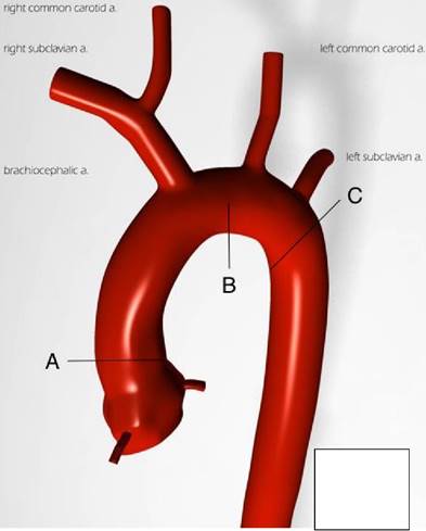 J Biomed Image