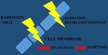 J Biomed Image