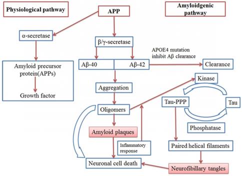 J Biomed Image