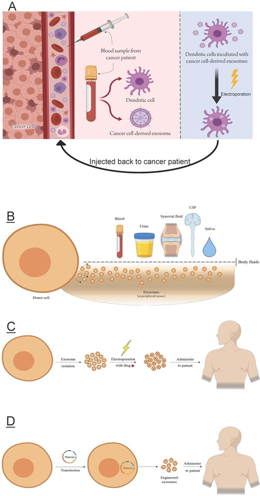 J Biomed Image