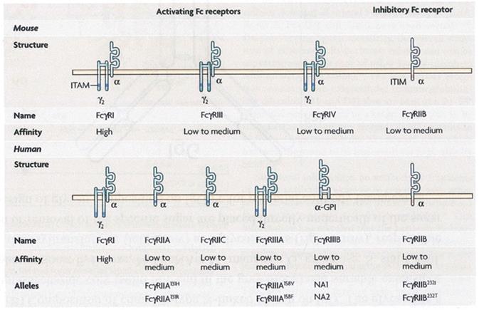 J Biomed Image