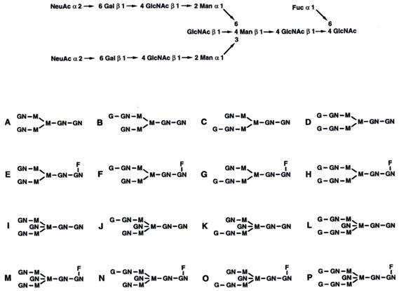 J Biomed Image